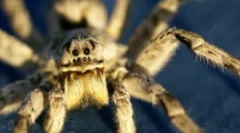 Tarantula: widoki, styl życia i niebezpieczeństwo dla ludzi